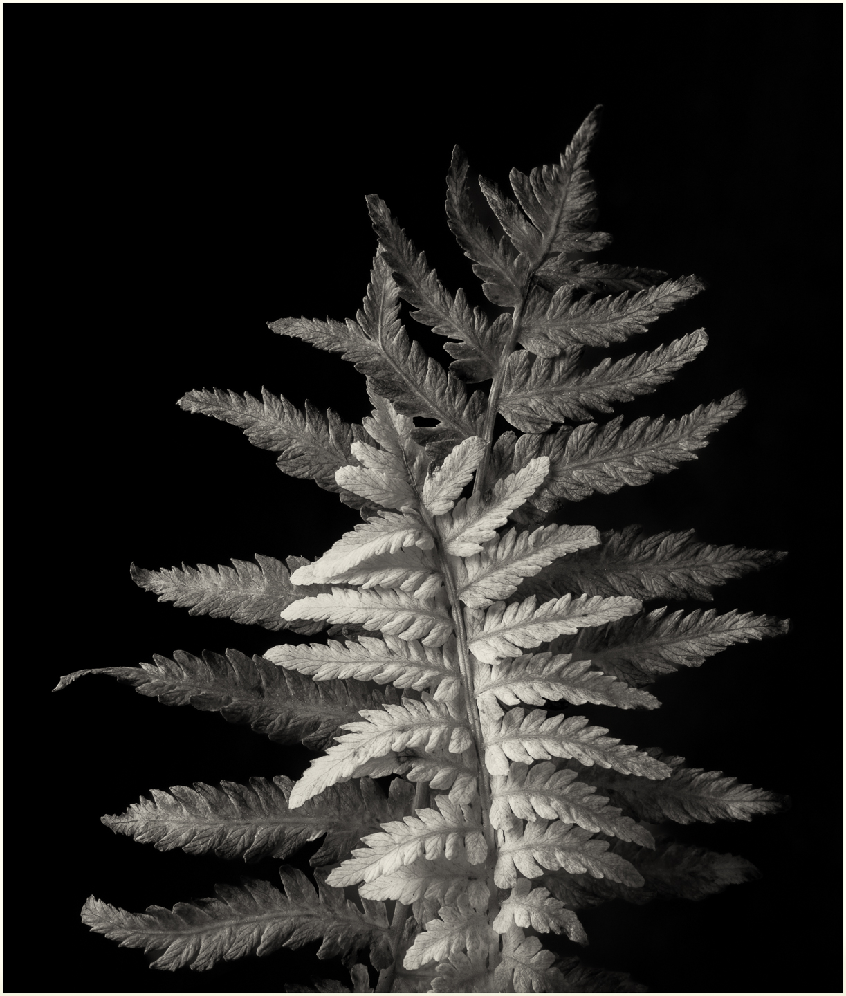 1st PrizeOpen Mono In Class 3 By Paul Sylvia For Autumn Ferns DEC-2023.jpg